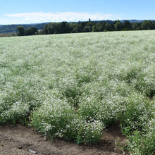 Load image into Gallery viewer, Baby's Breath (Gypsophila) Flower Seeds