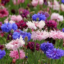 Load image into Gallery viewer, Bachelor Button "Cyanus Double" Flower Seeds
