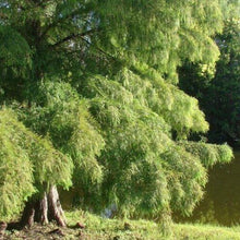Load image into Gallery viewer, Bald Cypress Tree Seeds