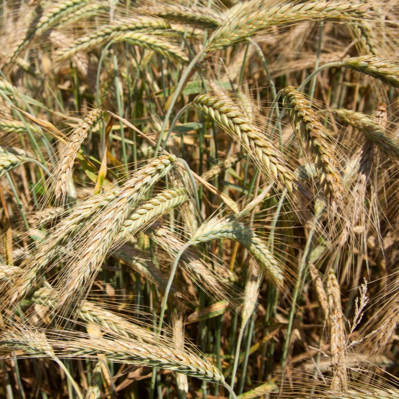 Barley Grass Seeds – SEEDTOPIA