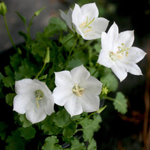 Load image into Gallery viewer, Bellflower Plant Seeds