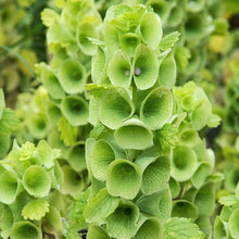 Load image into Gallery viewer, Bells of Ireland Plant Seeds