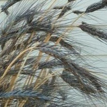 Load image into Gallery viewer, Black Knight Ornamental Grass