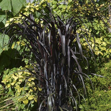 Load image into Gallery viewer, Black Knight Ornamental Grass