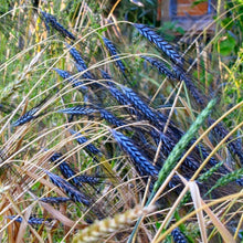Load image into Gallery viewer, Black Knight Ornamental Grass