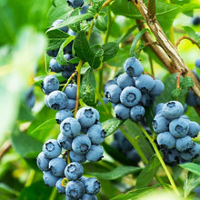 Load image into Gallery viewer, Organic Blueberry Bush Plant Seeds