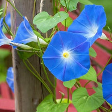 Load image into Gallery viewer, Blue Morning Glory Plant Seeds