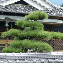 Load image into Gallery viewer, Japanese Black Pine Tree Seeds