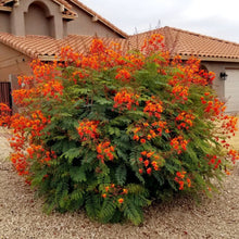 Load image into Gallery viewer, Pride of Barbados/Mexican Red Bird of Paradise Plant Seeds