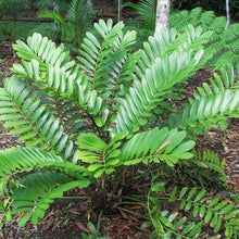 Load image into Gallery viewer, Cardboard Palm (Zamia) Seeds