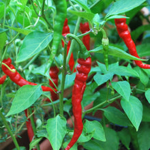 Load image into Gallery viewer, Organic Cayenne Pepper Plant Seeds