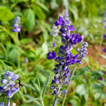 Load image into Gallery viewer, Chia Plant Seeds