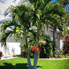Load image into Gallery viewer, Christmas Palm Tree Seeds