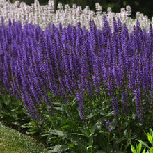 Load image into Gallery viewer, Blue Salvia Sage Plant Seeds