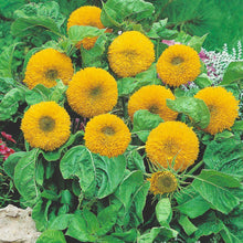 Load image into Gallery viewer, Dwarf Teddy Bear Sunflower Plant Seeds