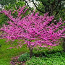Load image into Gallery viewer, Eastern Redbud Tree Seeds