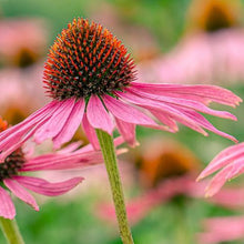 Load image into Gallery viewer, Echinacea Purple Coneflower Seeds
