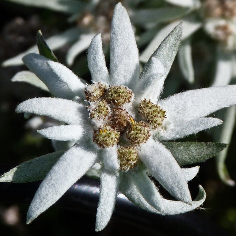 edelweiss flower seeds for sale Edelweiss Flower Seeds – SEEDTOPIA