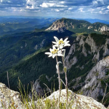 Load image into Gallery viewer, Edelweiss Flower Seeds