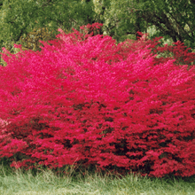 Load image into Gallery viewer, Scarlet Red Burning Bush Seeds