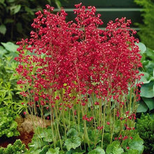 Load image into Gallery viewer, Firefly Coral Bells Plant Seeds