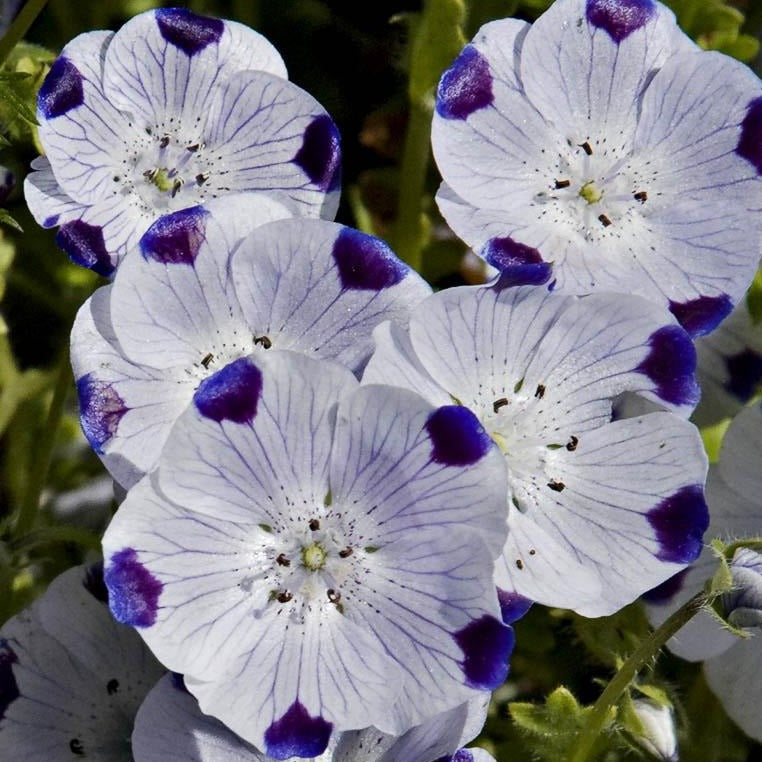 rf5 where to buy flower seeds Five Spot Flower Seeds
