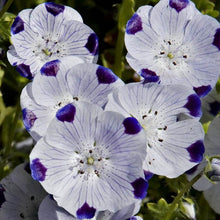 Load image into Gallery viewer, Five Spot Flower Seeds