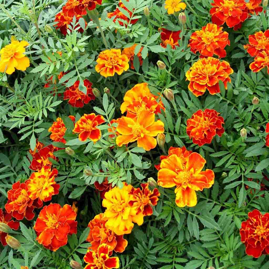 miniature marigold seeds Dwarf French Marigold Flower Seeds