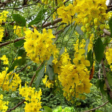 Load image into Gallery viewer, Golden Cassia Tree Seeds