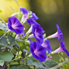 Load image into Gallery viewer, Purple "Grandpa Ott" Morning Glory Plant Seeds