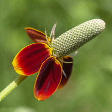 Load image into Gallery viewer, Mexican Hat Flower Seeds