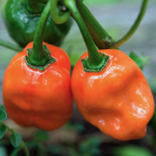 Load image into Gallery viewer, Organic Habanero Pepper Plant Seeds