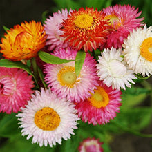 Load image into Gallery viewer, Helichrysum "Strawflower" Seeds