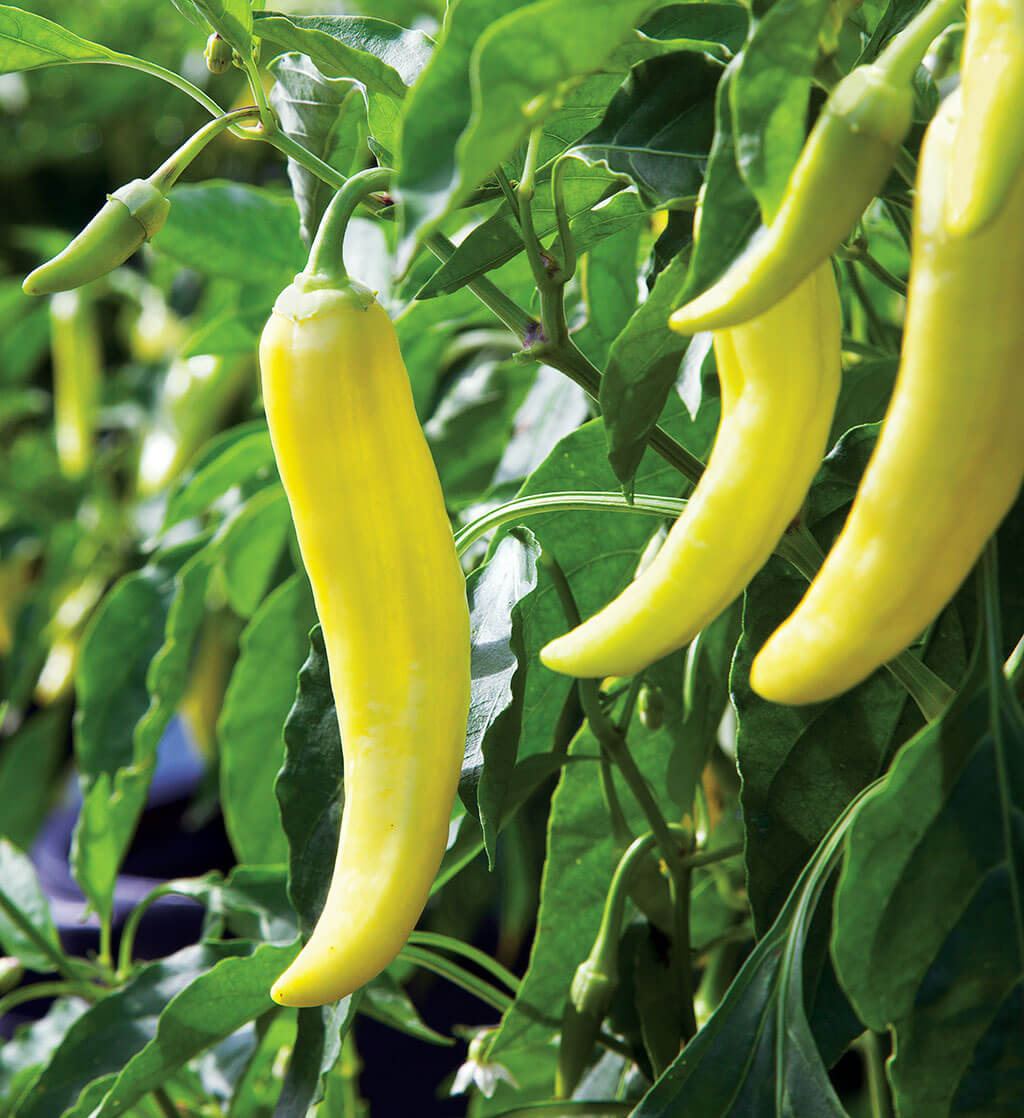 planting banana pepper seeds Organic Sweet Banana Pepper Plant Seeds