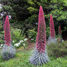 Load image into Gallery viewer, Tower of Jewels Plant Seeds