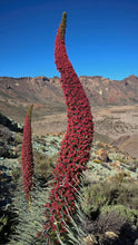 Load image into Gallery viewer, Tower of Jewels Plant Seeds
