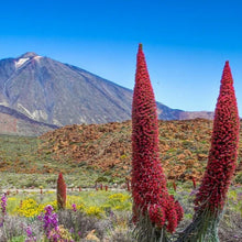Load image into Gallery viewer, Tower of Jewels Plant Seeds