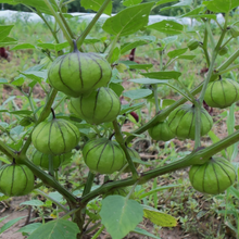 Load image into Gallery viewer, Organic Tomatillo Plant Seeds