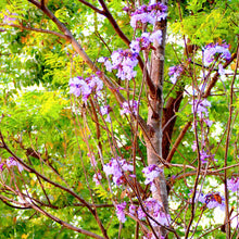 Load image into Gallery viewer, Royal Princess Tree Seeds