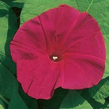 Load image into Gallery viewer, Scarlet O'Hara Morning Glory Plant Seeds