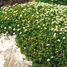 Load image into Gallery viewer, Irish Moss Ornamental Groundcover Plant Seeds