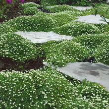 Load image into Gallery viewer, Irish Moss Ornamental Groundcover Plant Seeds