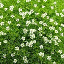 Load image into Gallery viewer, Irish Moss Ornamental Groundcover Plant Seeds