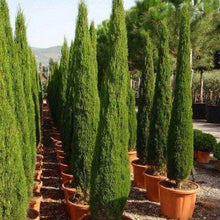 Load image into Gallery viewer, Italian Cypress Tree Seeds
