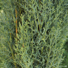Load image into Gallery viewer, Italian Cypress Tree Seeds