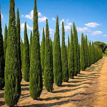 Load image into Gallery viewer, Italian Cypress Tree Seeds
