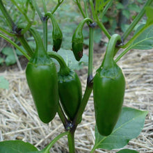 Load image into Gallery viewer, Organic Jalapeno Pepper Plant Seeds