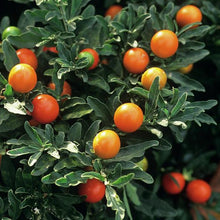 Load image into Gallery viewer, Jerusalem Cherry (Winter Cherry) Ornamental Groundcover Plant Seeds