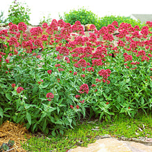 Load image into Gallery viewer, Jupiter's Beard (Red Valerian) Plant Seeds