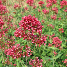 Load image into Gallery viewer, Jupiter's Beard (Red Valerian) Plant Seeds